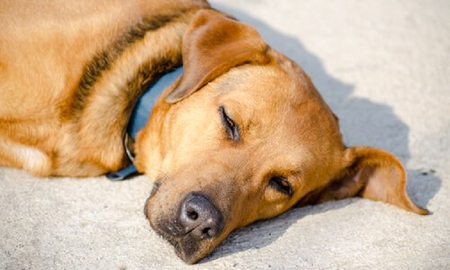por que los perros disfrutan echarse al sol por que los perros disfrutan echarse al sol