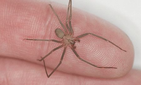 La Plata: lo picó una araña, fue al hospital y lo mandaron a su casa: murió a las pocas horas La Plata: lo picó una araña, fue al hospital y lo mandaron a su casa: murió a las pocas horas