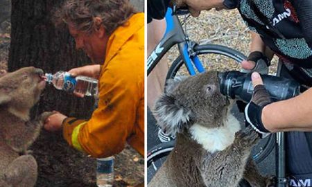 los videos de los koalas rescatados bebiendo agua impactan en las redes sociales los videos de los koalas rescatados bebiendo agua impactan en las redes sociales