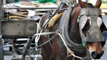 Se reabre el debate por el uso de caballos para carros: posturas encontradas y reclamos históricos