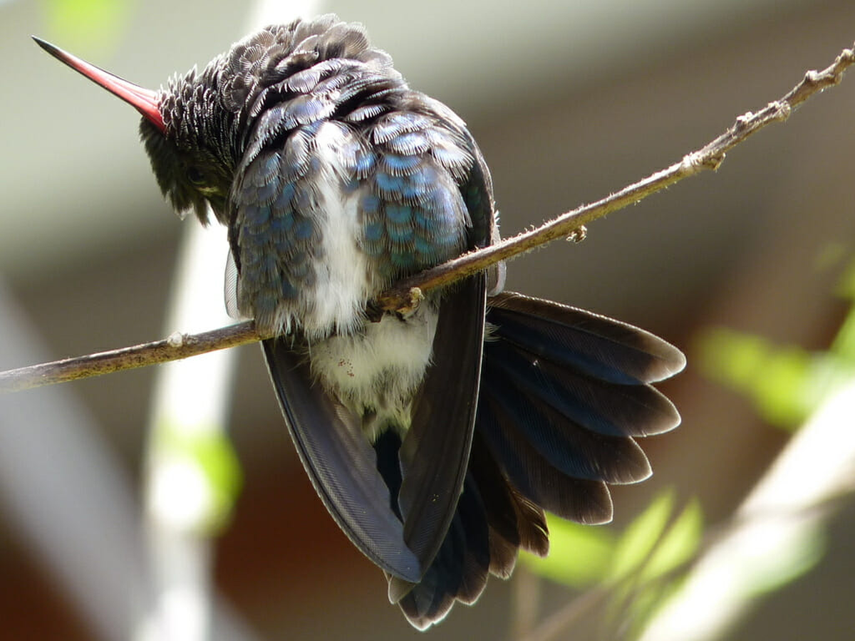 El colibrí debe reducir muchísimo su temperatura corporal para dormir y sobrevivir.