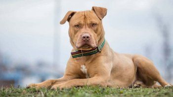 La iniciativa prevé la creación de un Registro Provincial de Propietarios, Criadores y Tenedores de este tipo de animales.