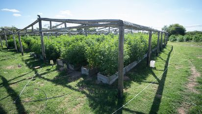 Vivero narco en Arroyo Leyes: condenaron a Cachi Nudel, el cerebro detrás del emprendimiento ilegal en ruta 1