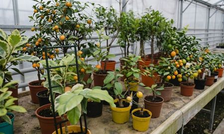 Este árbol es el secreto mejor guardado para tener un balcón perfumado todo el año. Este árbol es el secreto mejor guardado para tener un balcón perfumado todo el año.
