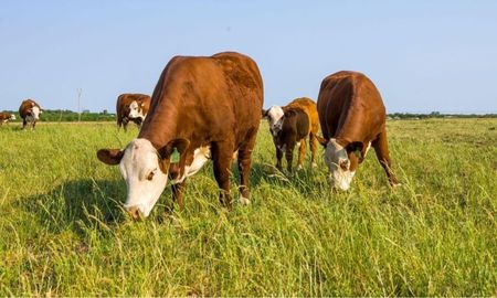 en entre rios un proyecto asociativo busca capitalizar a pequenos y medianos productores en entre rios un proyecto asociativo busca capitalizar a pequenos y medianos productores