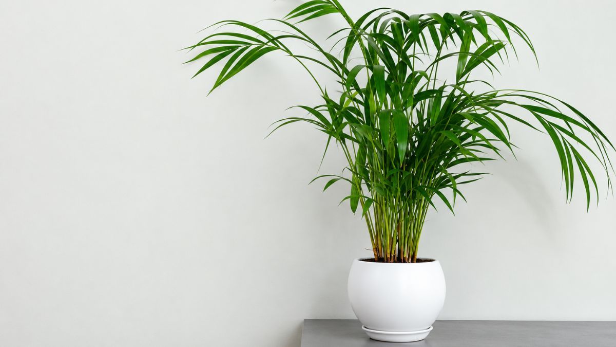 Sus hojas largas y arqueadas le dan un aspecto similar al de una palmera tropical. Sus hojas largas y arqueadas le dan un aspecto similar al de una palmera tropical.