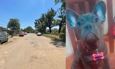 Entraron a robar a una casa en el norte de la ciudad y se llevaron la mascota de la familia. Entraron a robar a una casa en el norte de la ciudad y se llevaron la mascota de la familia.