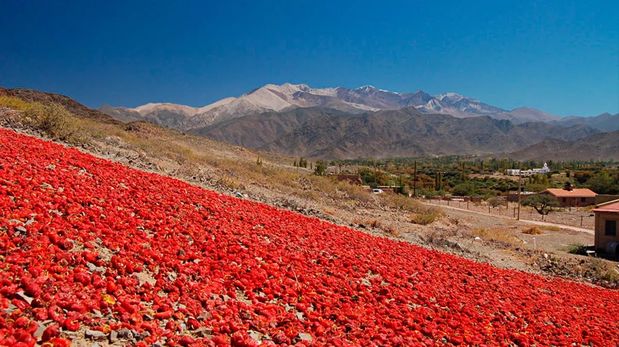 El proceso de secado de los pimientos al sol no solo decora el paisaje, sino que garantiza la intensidad y el aroma que posicionan al pimentón de Payogasta como un producto premium de exportación.