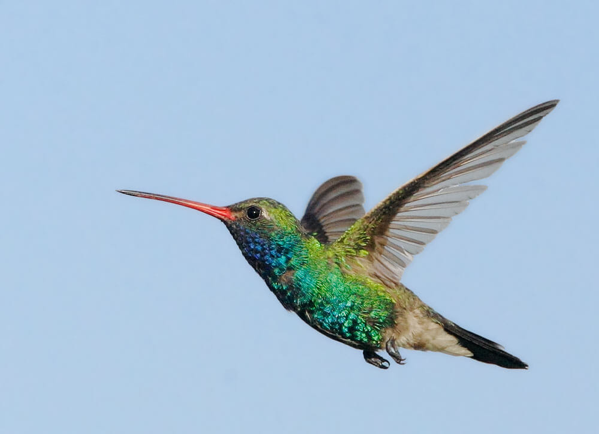 Cuando llega la hora de descansar, el metabolismo del colibrí se reduce drásticamente.