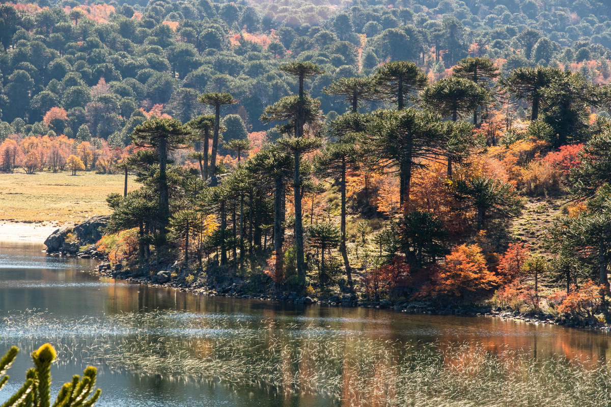 La 13ª edición de este festejo popular para honrar a la mítica Araucaria araucana
