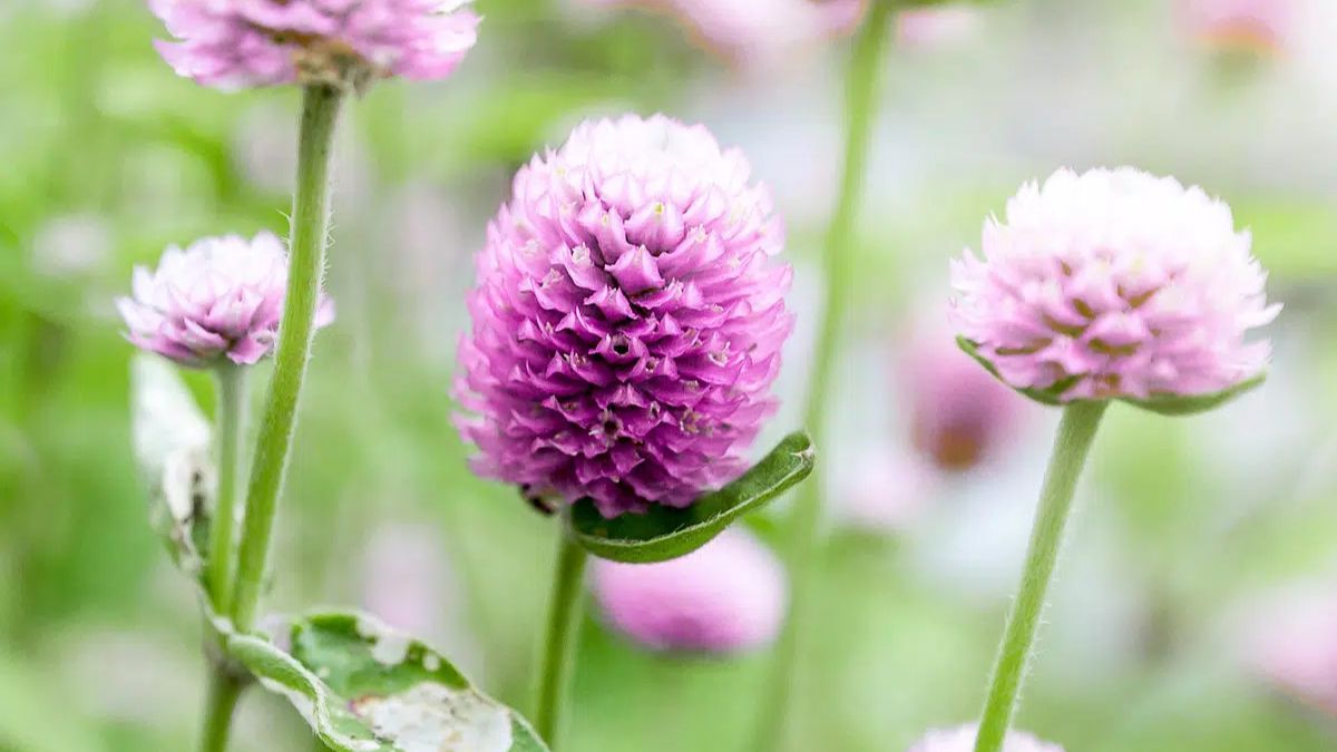 La Gomphrena globosa mantiene sus tonos vibrantes incluso despu&eacute;s de cortada.