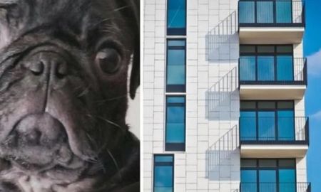 Arrestan a una mujer que arrojó a su perro desde un séptimo piso Arrestan a una mujer que arrojó a su perro desde un séptimo piso