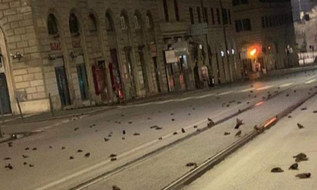 Aparecieron cientos de pájaros muertos en las calles de Roma por los fuegos artificiales Aparecieron cientos de pájaros muertos en las calles de Roma por los fuegos artificiales