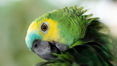 Psitacosis: ya se notificaron 78 casos en Santa Fe en lo que va de 2026