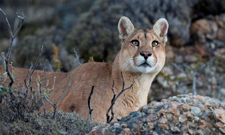 Detuvieron a los cazadores que mataron a cuatro pumas en Neuquén Detuvieron a los cazadores que mataron a cuatro pumas en Neuquén