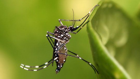El mosquito aedes aegypti, transmisor del virus del dengue, se caracteriza por tener rayas blancas en patas, cabeza y cuerpo.&nbsp;