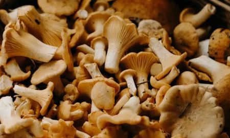 el boom fungi: por que los hongos tomaron un nuevo protagonismo, segun un experto el boom fungi: por que los hongos tomaron un nuevo protagonismo, segun un experto