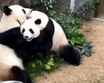 dos pandas pasaron 10 anos juntos en un zoologico y se aparean por primera vez en plena cuarentena