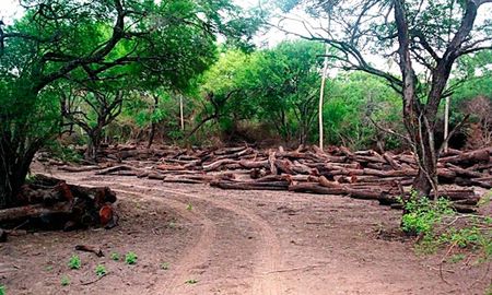 La Argentina perdi&oacute; 6,5 millones de hect&aacute;reas de bosques nativos entre 1998 y 2018, el 87% en el parque chaque&ntilde;o.