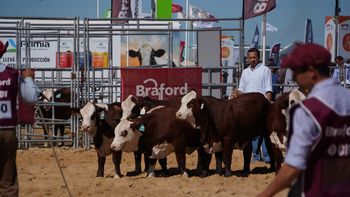 Braford en Expoagro: la raza consolidó su liderazgo con genética de punta y remates récord