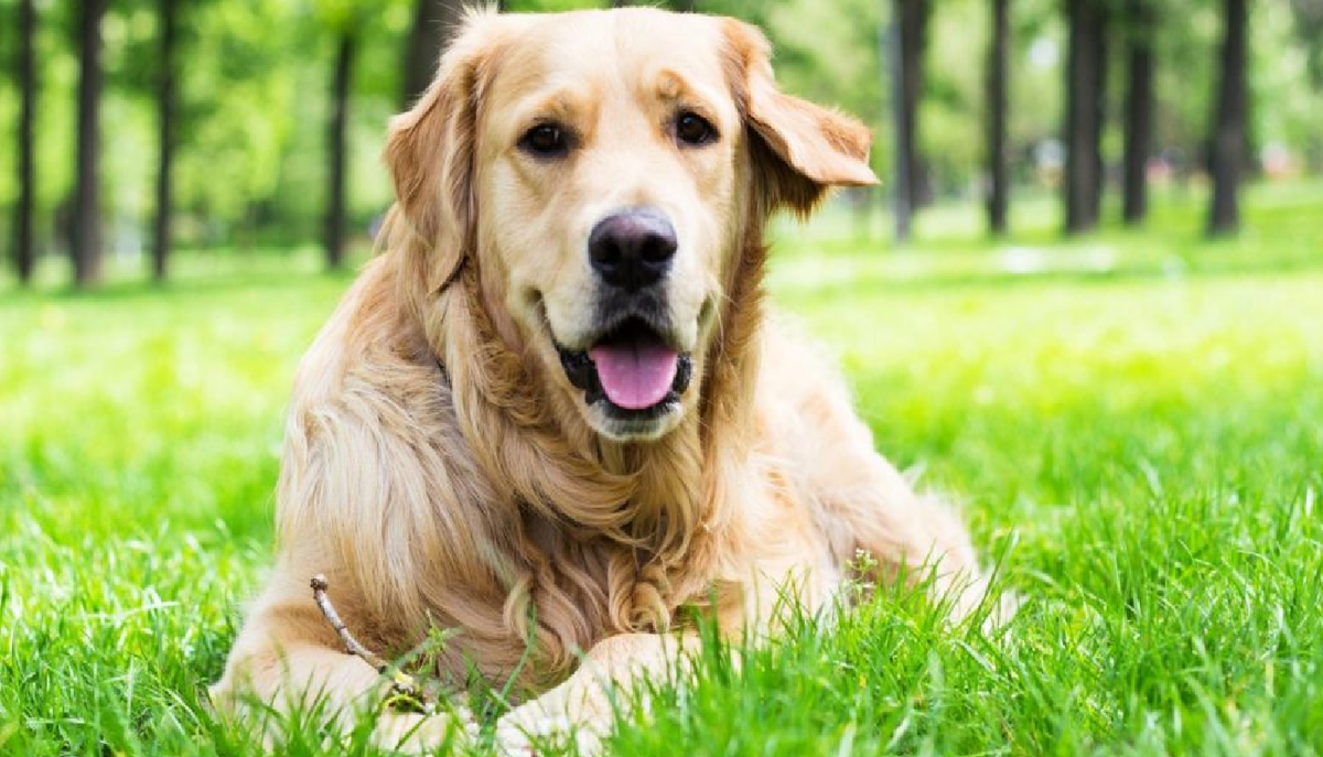 Las 5 mejores razas de perros para niños