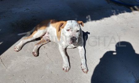El perro se escapó porque vandalizaron el tejido de la vivienda en donde está. El perro se escapó porque vandalizaron el tejido de la vivienda en donde está.