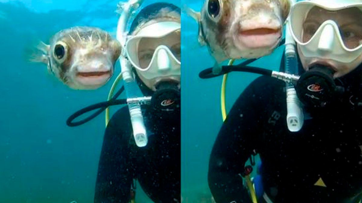 Hay más de 120 especies de&nbsp;pez globo&nbsp;en todo el mundo. La mayoría&nbsp;se encuentran en las aguas oceánicas tropicales y subtropicales