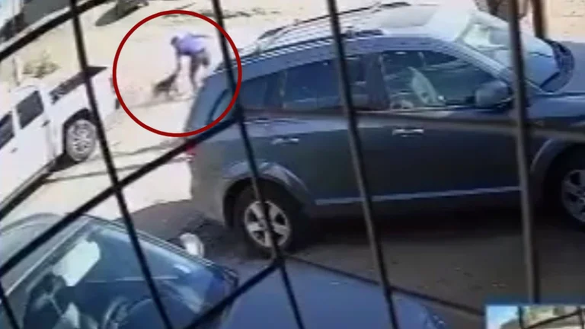 El padre del adolescente mató al pitbull de varias apuñaladas.