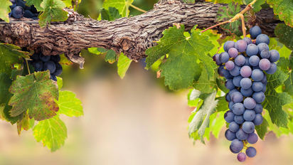 El alimento que alivia la hinchazón y los problemas de circulación causados por el calor