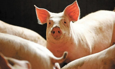 Misterio en el frigorífico: murió desangrado frente al cerdo que debía matar y aún no saben qué pasó Misterio en el frigorífico: murió desangrado frente al cerdo que debía matar y aún no saben qué pasó