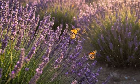 La planta que atrae mariposas. La planta que atrae mariposas.