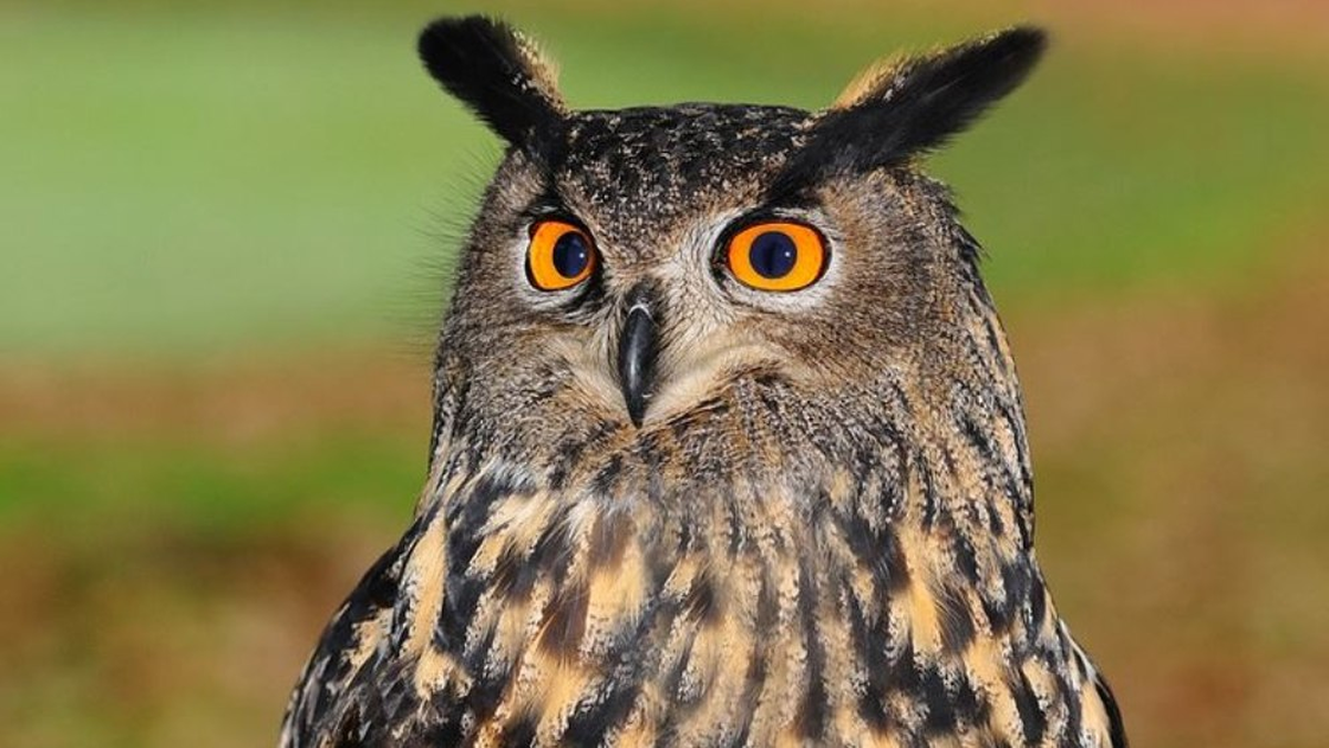 Qué significa cuando un búho canta cerca de tu casa