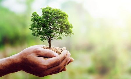 La ONG impulsa la plantación de especias nativas en Santa Fe. La ONG impulsa la plantación de especias nativas en Santa Fe.