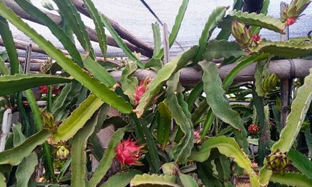 pitaya en concordia: una alternativa al arandano en entre rios pitaya en concordia: una alternativa al arandano en entre rios