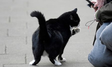 video: el manual visual para gatos cuyo dueno tiene coronavirus video: el manual visual para gatos cuyo dueno tiene coronavirus