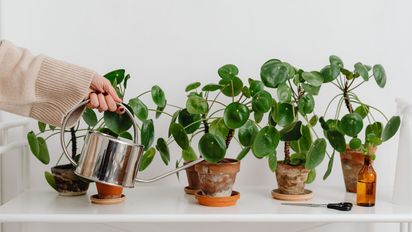 Así se riegan las plantas en verano para que no mueran: lo que casi nadie hace