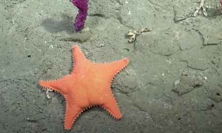 La expedición busca mapear cañones submarinos clave para la biodiversidad. La expedición busca mapear cañones submarinos clave para la biodiversidad.