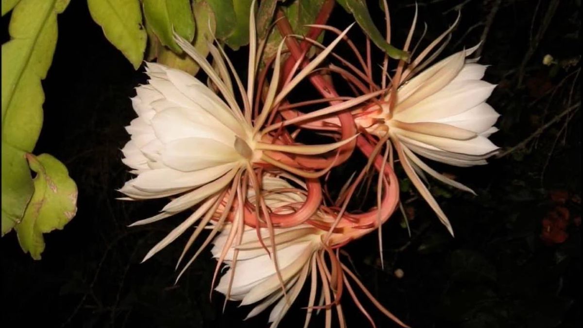 Galán de noche: la extraña flor que sólo florece en la oscuridad