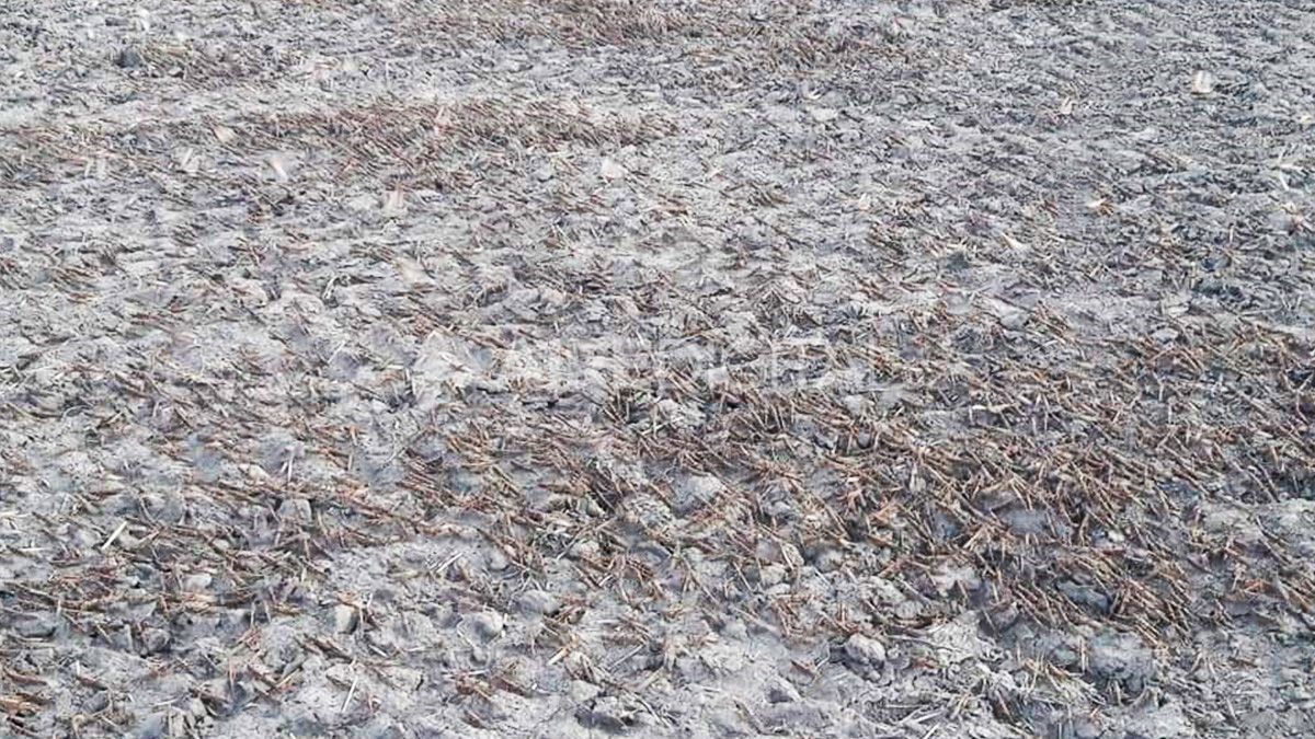 Los vientos y las temperaturas fr&iacute;as pueden hacer que la manga de langostas migre del norte santafesino.&nbsp;