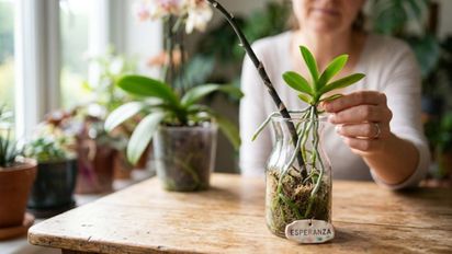 María Ferrarotto, la 