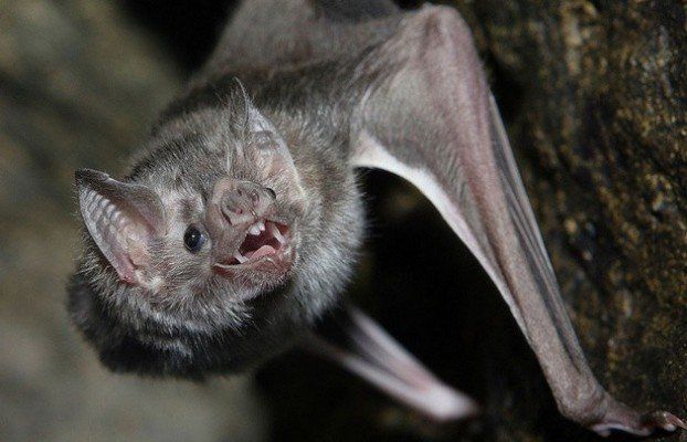Un murciélago con rabia mordió a un nene en Mar del Plata