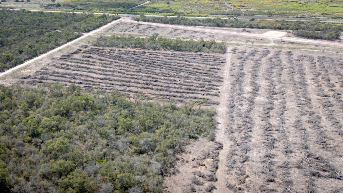 La diferencia entre el bosque nativo que todavía sigue vivo y los restos de lo que fue talado y quemado, en Logroño, provincia de Santa Fe.