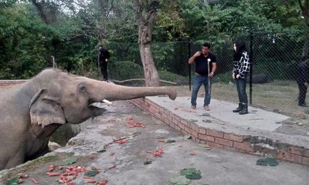 elefante mata a un trabajador en un zoologico de espana elefante mata a un trabajador en un zoologico de espana