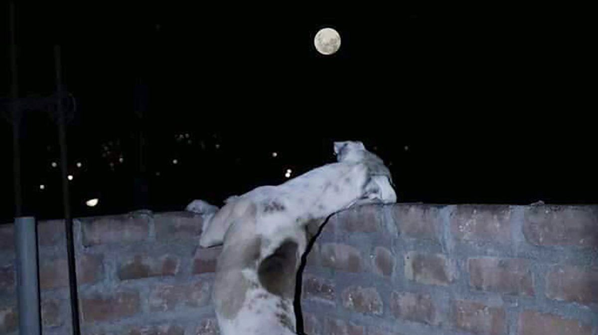 La postal de la Luna que se vio en el cielo fue maravillosa y hasta los perros quedaron enamorados de la imagen.