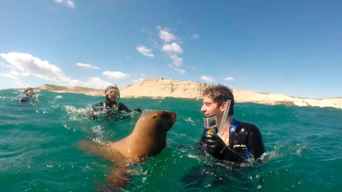 En la reserva de Punta Loma, los lobos marinos de un pelo suelen iniciar el contacto con los buceadores, utilizando sus aletas para explorar y jugar en una interacci&oacute;n regulada por estrictos protocolos de conservaci&oacute;n.