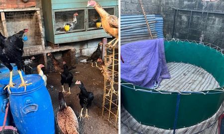 Secuestraron gallos de riña y un ring en una casa de Santa Fe Secuestraron gallos de riña y un ring en una casa de Santa Fe