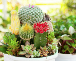 Muchas suculentas pueden dar flores espectaculares si reciben estos cuidados. Muchas suculentas pueden dar flores espectaculares si reciben estos cuidados.
