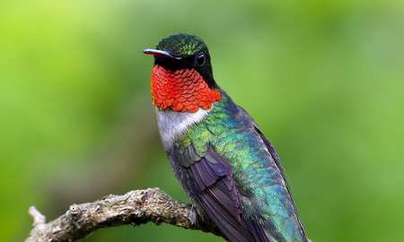 Cuántos años vive el colibrí Cuántos años vive el colibrí
