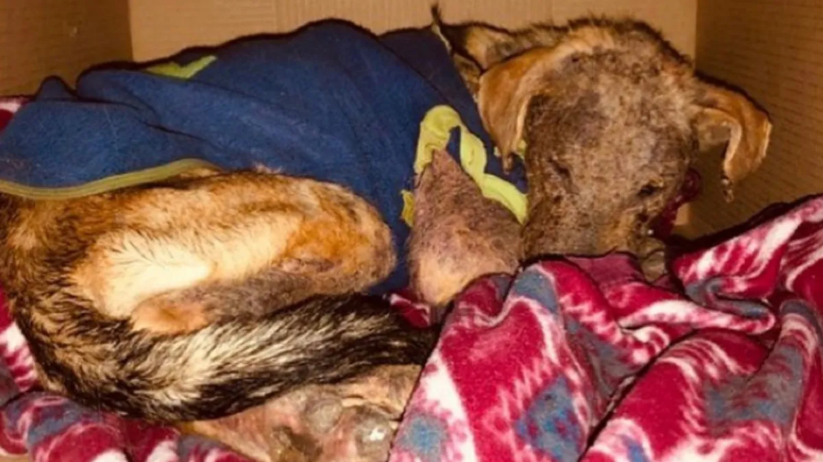Una ONG que rescata animales de la calle denunció el terrible hecho a través de Instagram. Un hombre se llevó a un cachorro y lo devolvió famélico