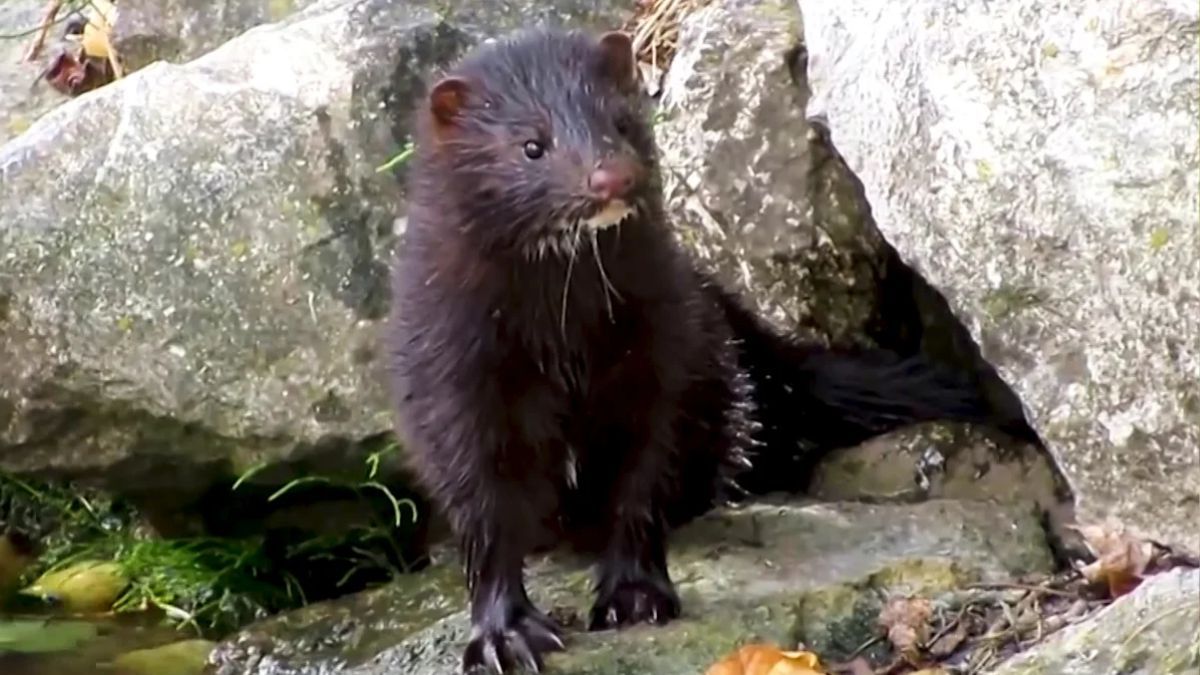 El visón americano (Neovison vison) también está en la lista. El visón americano (Neovison vison) también está en la lista.